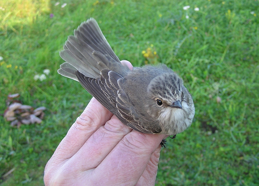 Spotted Flycatcher, Sundre 20070914